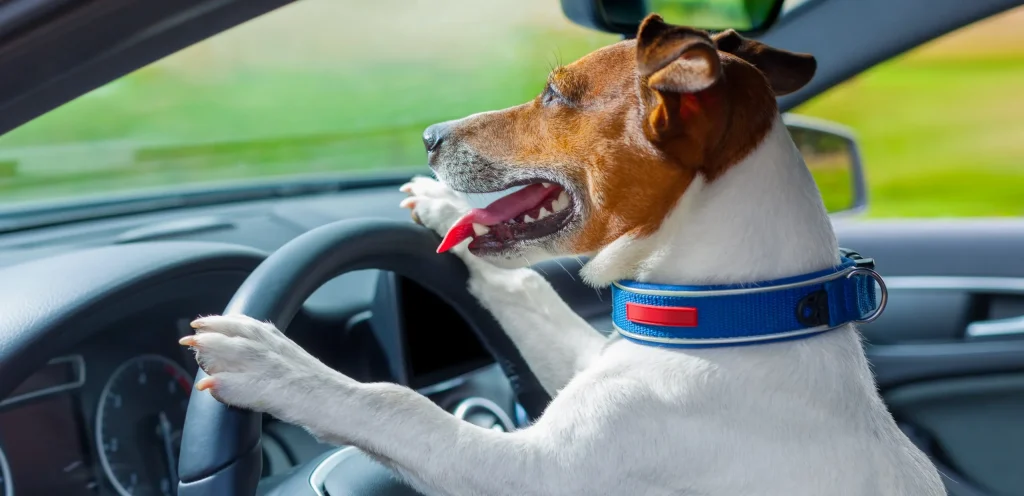 Long Distance Pet Transport Service | Professional Drivers