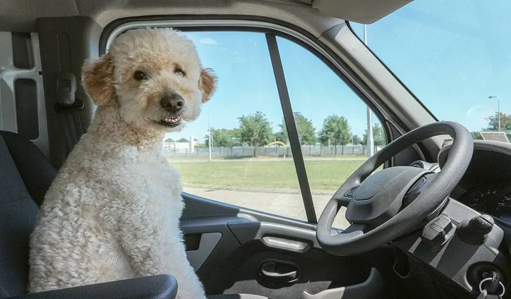 Does Rented Truck Driver Allow Pets